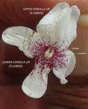  Flower (Corolla Limb)
